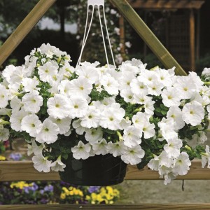 Petunia ампельная Easy Wave F1 White